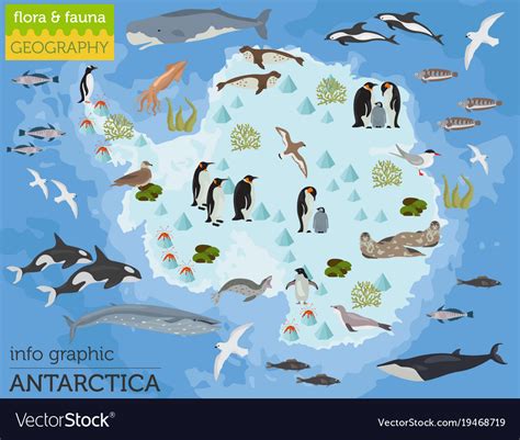 Antarctic Antarctica Flora And Fauna Map Flat Vector Image