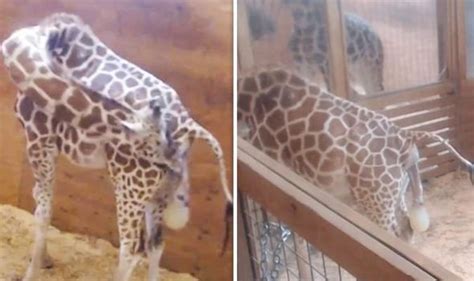 April The Giraffe Live Cam Watch Incredible Moment April The Giraffe Goes Into Labour Nature