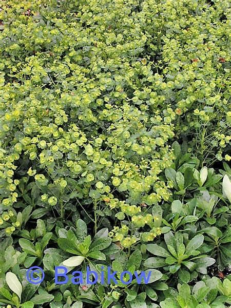 Euphorbia Robbiae Wood Spurge From Babikow Wholesale Nursery