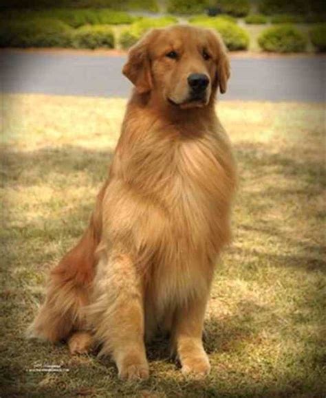 Golden Retriever | Pets Amino