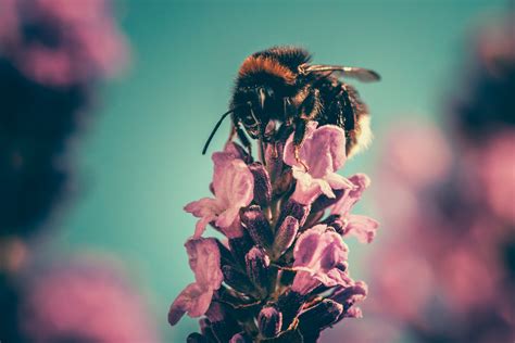 Bee Collecting Pollen From Pink Flower Bud With Blue Sky Background In