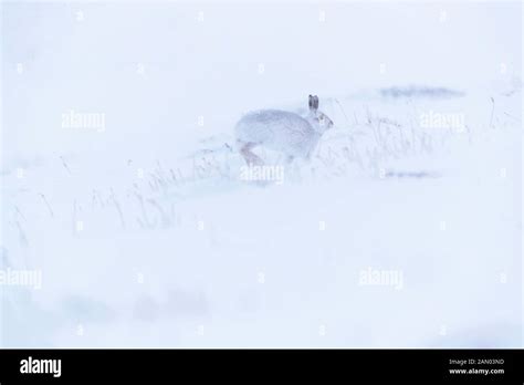 Wild Mountain Hare Sitting On Snow In The Scottish Highlands National