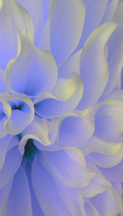 8 Best Periwinkle Aesthetic Images Periwinkle Periwinkle Color