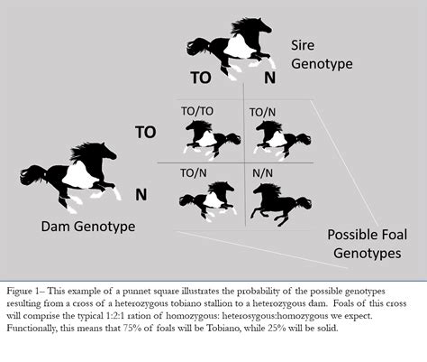 From the correct drop down menu below, make your selection for the color of the female you plan to use for your mating. Select Breeders Services - Breeding for Color