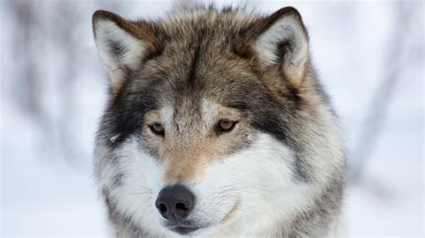 The images are optimized for. Animal Brown Wolf 4K 5K HD Wallpapers | HD Wallpapers | ID ...