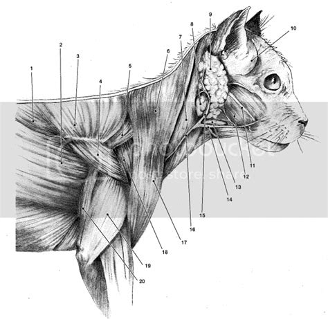 Neck Muscle Cat Anatomy