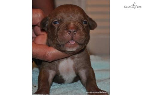Many of our productions are with some of the top xl pit bull kennels in the world. Meet Steeler a cute American Pit Bull Terrier puppy for sale for $800. UKC/ADBA CHOCOLATE ...
