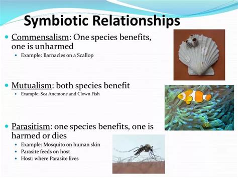 Ppt Symbiotic Relationships Powerpoint Presentation Free Download