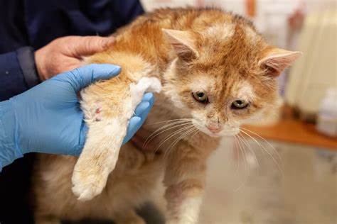 Мочекаменная болезнь особенности диеты Мочекаменная болезнь у котов кастрированных: Болезни кастрированных Мочекаменная болезнь у котов кастрированных: Болезни кастрированных Мочекаменная болезнь особенности диеты