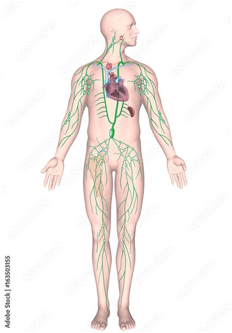 Unlabeled Printable Lymphatic System Diagram My XXX Hot Girl