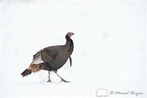Marcel Huijser Photography Wild Turkey Meleagris Gallopavo In The