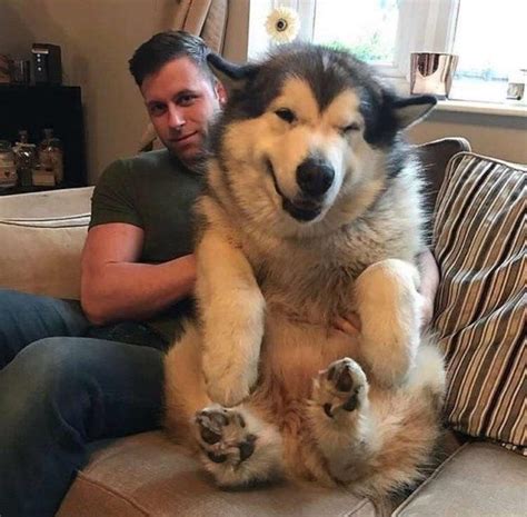 Big Dogs Can Be Cute Too Raww