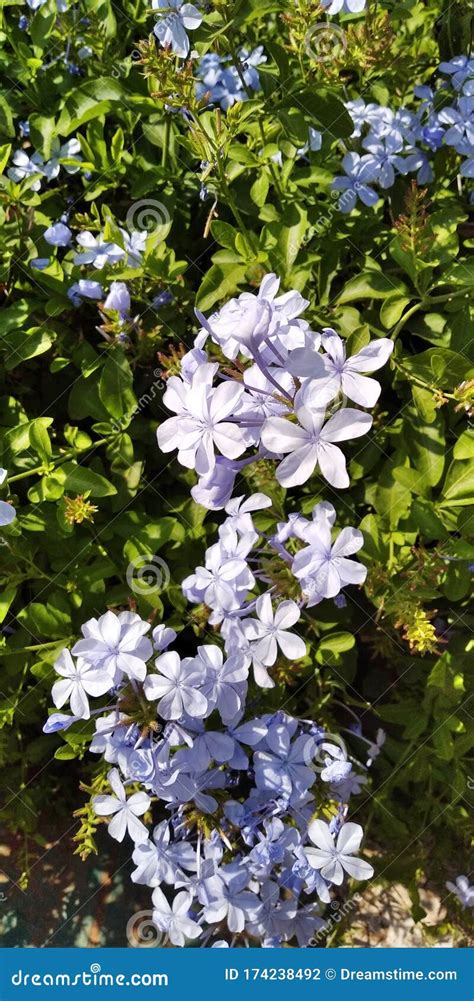 Plumbago Auriculata White And Blue Flower Stock Photo Image Of South