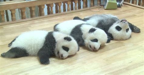 Three Lazy Baby Giant Pandas Hanging Around Will Chill You Out Madly Odd