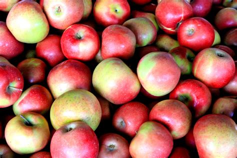 Red Apples Free Stock Photo - Public Domain Pictures
