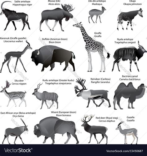 Even Toed Ungulates Animals Royalty Free Vector Image