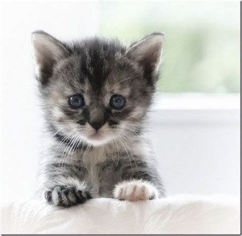 Really Cute Kitten Pinterest