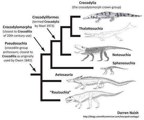 Pin On Paleontology