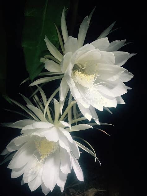 Night Blooming Cereus Stock Image Image Of Blooms Late 68107257