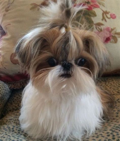 1359 Best Images About Shih Tzus ♥ Because They Are So