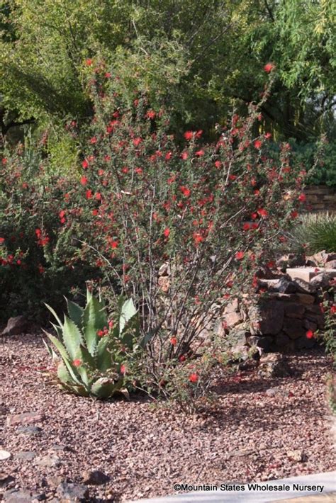 Arizona Desert Plants Guide