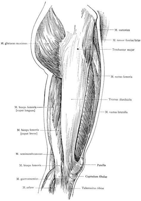 Lateral View Of The Superficial Muscles Of The Thigh Clipart Etc