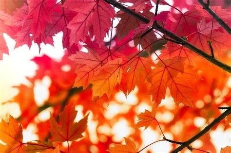 Free Image On Pixabay Leaves Maple Autumn Fall Color