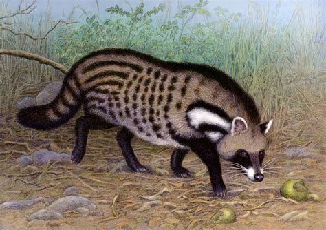 Top 10 Secrets About India African Civet Animals