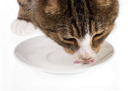 cat drinking milk 4 stock image image of hungry milk 1552483