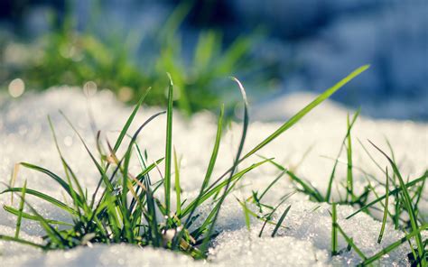 Early Grass From Under The Snow In Spring Wallpapers And