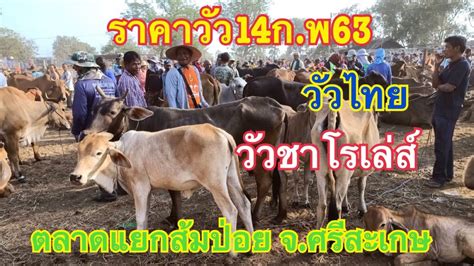 หมวดการพัฒนาองค์ความรู้ (knowledge development) หมวดการพัฒนาทักษะ (skill development) ราคาวัววันนี้(14ก.พ.63)วัวไทย วัวบ้านๆราคาถูกตลาดโคกระบือ ...