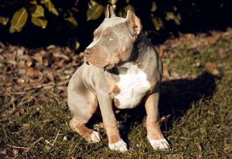 Tri Color Pitbull Colors Genetics Patterns And Rarest Coat Marvelous Dogs