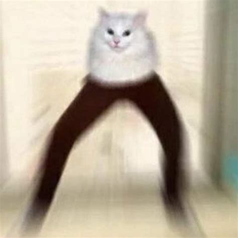 Cursed Cat Images