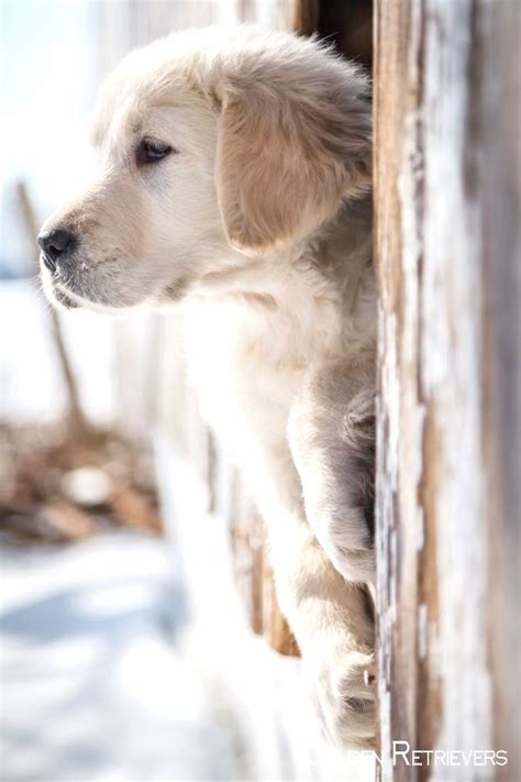 Each one of these adorable golden retriever puppies has great personalities and our easily trained. Pin by dogs on Golden Retriever | Dog training near me ...