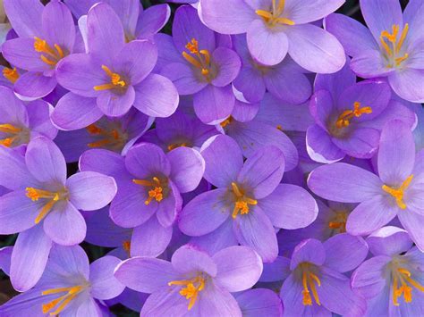 We hope you enjoy our growing collection of hd images to use as a background or home screen for your smartphone or please contact us if you want to publish a purple floral wallpaper on our site. Flower Photos: Light purple flower