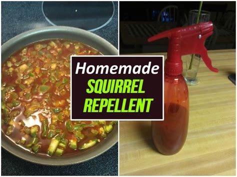 In order to make a good rabbit repellant, you need to think like a rabbit. Homemade Natural Squirrel Repellent | Homemade, Diy carpet ...