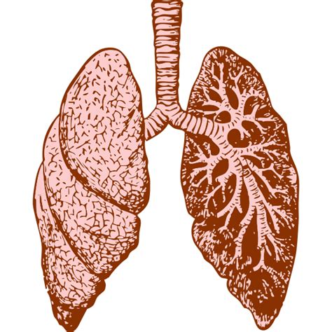 Lungs Free Svg