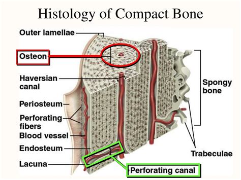 Ppt Bone Tissue Powerpoint Presentation Free Download Id1308140