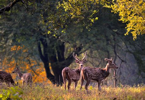 Parc National De Bandhavgarh Destination Majeure Pour La R Serve De