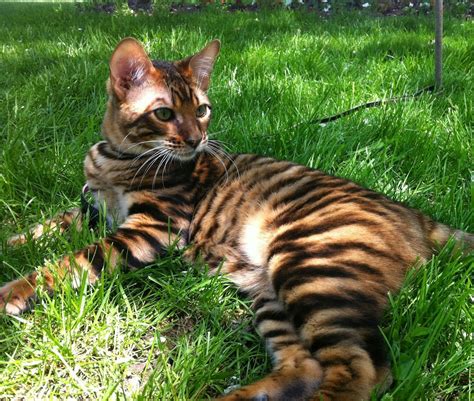 This Tiger Looking Toyger Pet Cat Type Was Established By The Cross