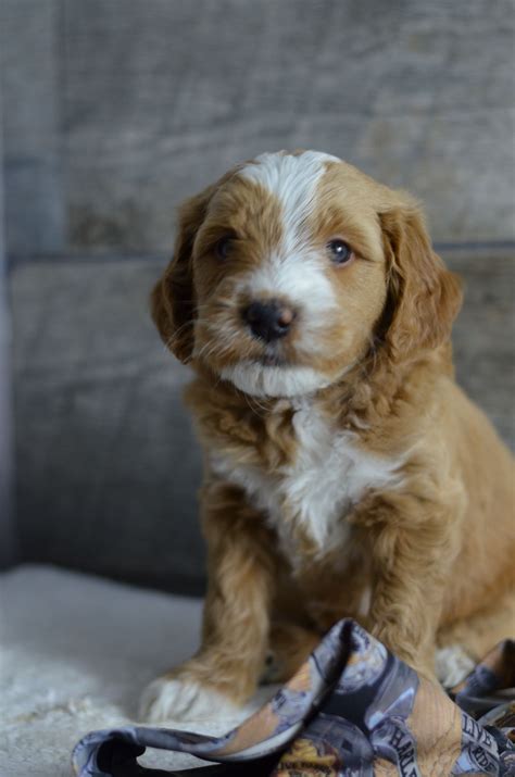 Congratulations cerja family on your 2nd puppy with goldendoodleranch! Medium, Mini & Petite Goldendoodle Puppies for sale in ...