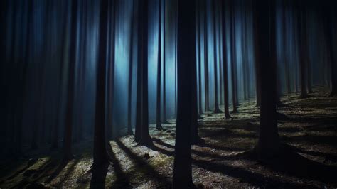 Dark Forest 4k Wallpaper Woods Night Time Dark Shadow Tall Trees