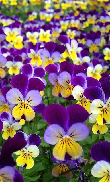 Purple And Yellow Flowers Spring Spring Hill Nurseries Pennywhistle