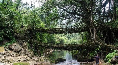 Meghalayas Living Root Bridges In Unescos Tentative List Of World