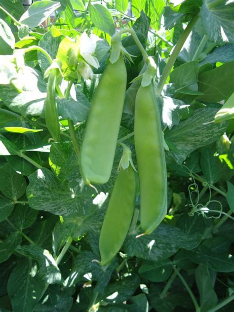 Get It Growing Growing Sugar Pea Pods Its A Snap