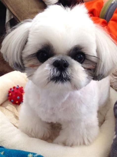 The 25 Cutest Pictures Of Imperial Shih Tzus The Paws