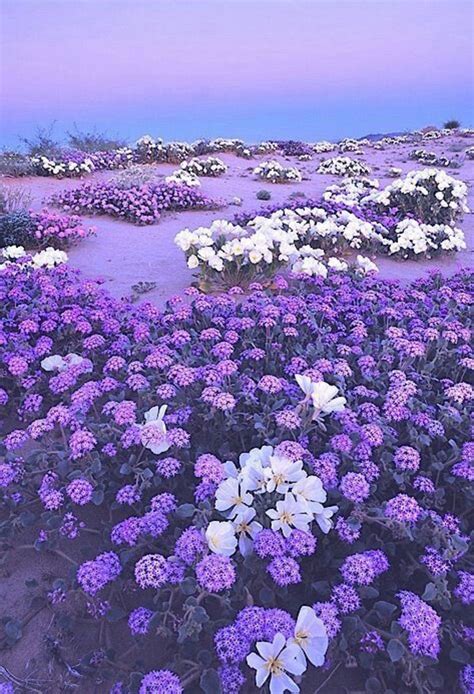 Violet Flowers Aesthetic References Mdqahtani