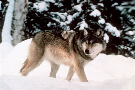 Wolf hunting has strong support in Wyoming, poll finds - oregonlive.com