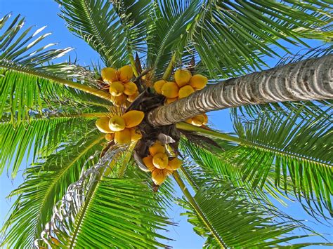 Joes Retirement Blog Beach Palm Trees And Coconuts Villas Del Mar
