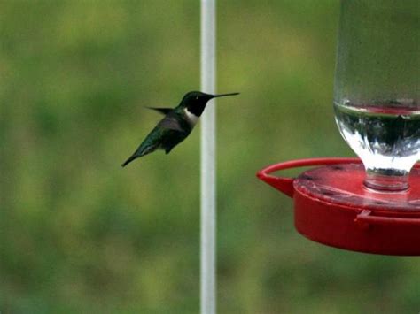 All jokes aside, the real answer is that hummingbirds are capable of beating their wings up to 80 beats per second, producing a buzz audible to human ears. 03/15/2019 A Slow Week For Hummingbird Sightings